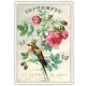 牡丹 と 小鳥 ドイツ 製 ポストカード マヒワ 鳥 ラメ グリーティングカード 絵はがき