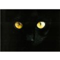 黒猫 写真 Black Cat ドイツ 製 ポストカード  グリーティングカード 絵はがき 猫 ねこ ネコ