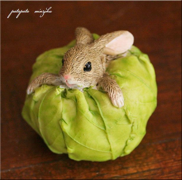 いたずら ラビット キャベツ